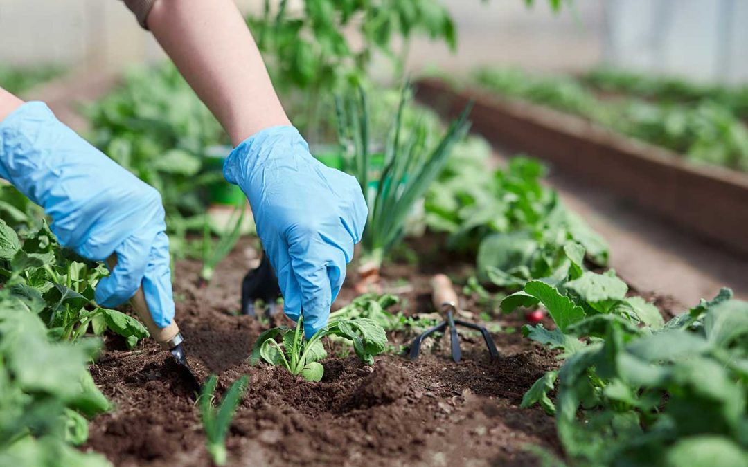 Kaj pomeni sukcesijsko poletno sajenje?