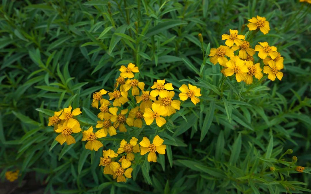 Zeleni vonji poletja