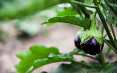 Pridelovanje jajčevcev