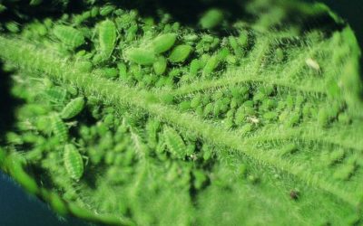 Škodljivci sadnih rastlin – listne uši